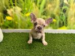 Franse Bulldog pups, Dieren en Toebehoren, België, 8 tot 15 weken, CDV (hondenziekte), Bulldog