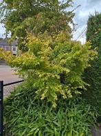 Japanse esdoorn (Acer palmatum), Tuin en Terras, Planten | Bomen, Ophalen, Overige soorten, 250 tot 400 cm