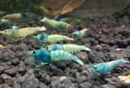 Caridina blue steel/ blue bolt, Dieren en Toebehoren