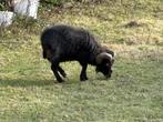 Gratis af te halen. Twee rammen door sterfgeval, Animaux & Accessoires, Moutons, Chèvres & Cochons, Mâle, Mouton, 3 à 5 ans