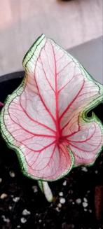 Caladium florida sweetheart, Enlèvement