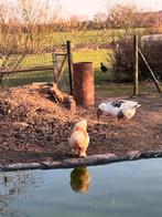 BRAHMA HAAN SPOED WEG, Dieren en Toebehoren