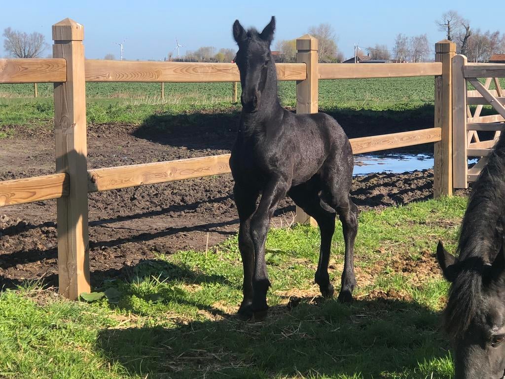 Poulain Friese Stallion 17/02/2026, Animaux & Accessoires, Enlèvement, Neuf