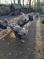 Broedeieren wyandotte zilver zwart groothoender, Dieren en Toebehoren, Pluimvee, Geslacht onbekend, Kip