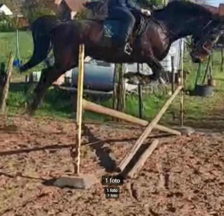 Prachtige brave merrie van zeer goede afstamming, Animaux & Accessoires, Chevaux, Jument, Z, 160 à 165 cm, 7 à 10 ans, Cheval de récréation