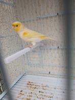 Geel mozaïek (man), Dieren en Toebehoren, Vogels | Kanaries, Mannelijk