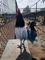 Broedeieren lakenvelder, Dieren en Toebehoren, Pluimvee