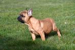 Chiots bouledogue français à vendre, 15 semaines à 1 an, Étranger, Hépatite contagieuse (maladie de Rubarth), Plusieurs animaux