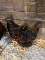 Broedeieren wyandotte groothoender