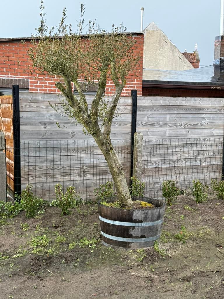 Olijfboom te koop, Ophalen, Olijfboom