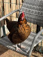 Gratis kippen, Dieren en Toebehoren, Vrouwelijk, Kip