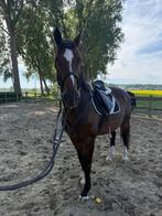 Werkwillige ruin 16 jaar, Dieren en Toebehoren, Paarden, Ruin, Recreatiepaard, Gechipt, 11 jaar of ouder