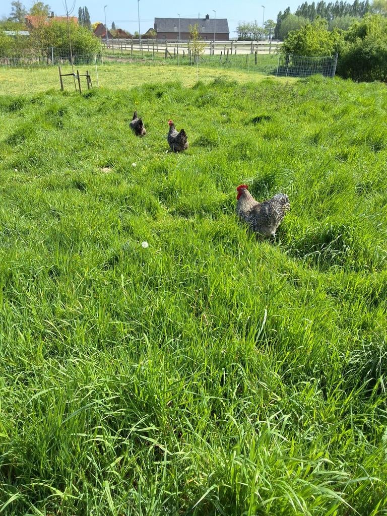 Broedeieren mechelse koekoek, Dieren en Toebehoren, Schapen, Geiten en Varkens