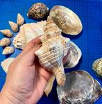 Collection de coquillages, Collections, Minéraux & Fossiles, Enlèvement ou Envoi, Fossile