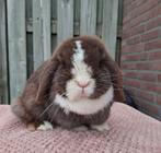 NHD voedster, Dieren en Toebehoren, Konijnen