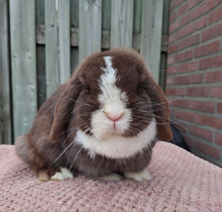 NHD voedster, Dieren en Toebehoren, Konijnen