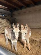 Unieke bonte merrie ezel veulens, Jument, Poney de récréation, Vermifugé, 0 à 2 ans