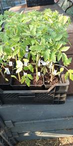 tomatenplanten Hildares F1 tomaten, Tuin en Terras, Ophalen, Groenteplanten, Eenjarig, Halfschaduw