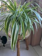 Verschillende Plantjes, Tuin en Terras, Ophalen, Vaste plant, Overige soorten