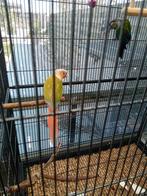 Pyrrhuras, Dieren en Toebehoren, Meerdere dieren, Papegaai, Geringd