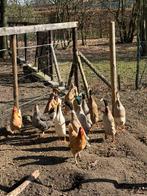 Indische loopeenden man (woerd), Canard