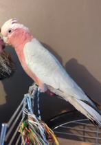 Zeer tamme rose kakatoe