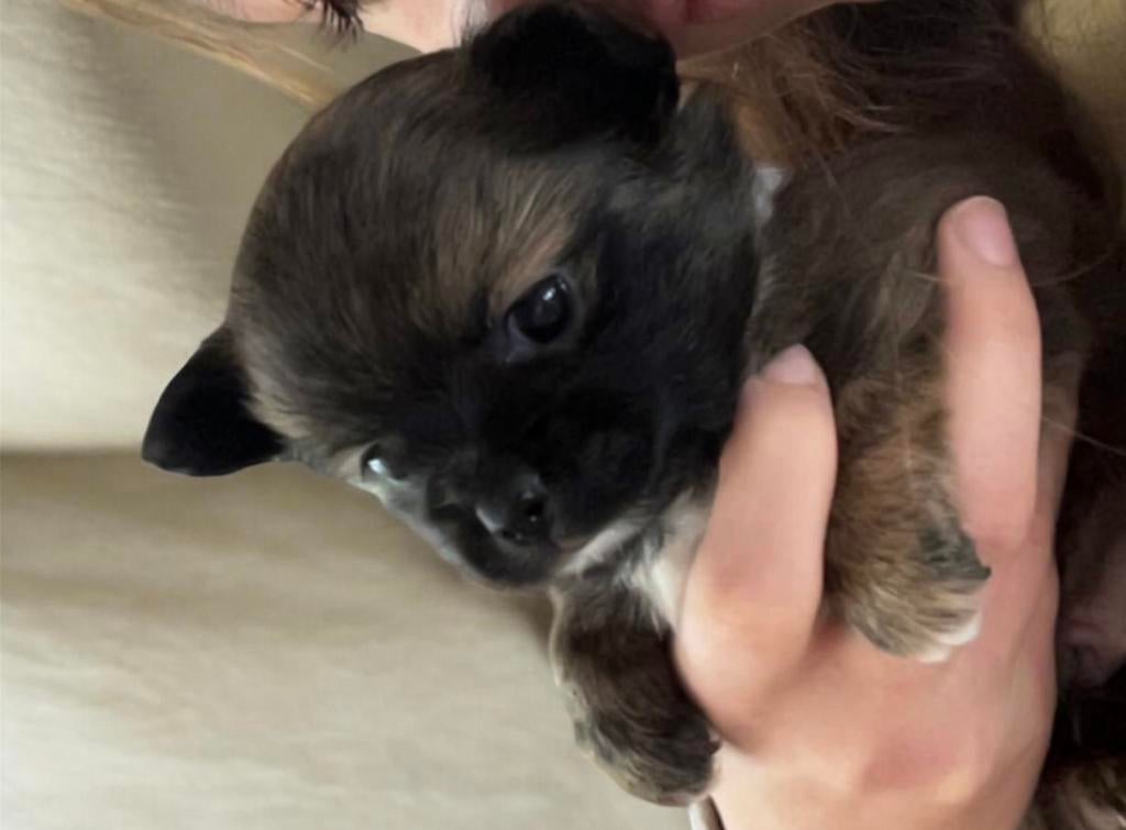 Chichuahua, Particulier, Chien (mâle), Belgique, 8 à 15 semaines