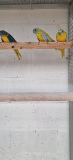 goudgele dilute opaline turquoisine 2025, Plusieurs animaux, Perruche, Bagué