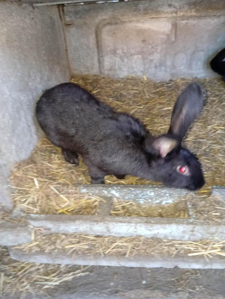 Mooie vleeskonijnen te koop 20 € stuk, Dieren en Toebehoren, Geslacht onbekend