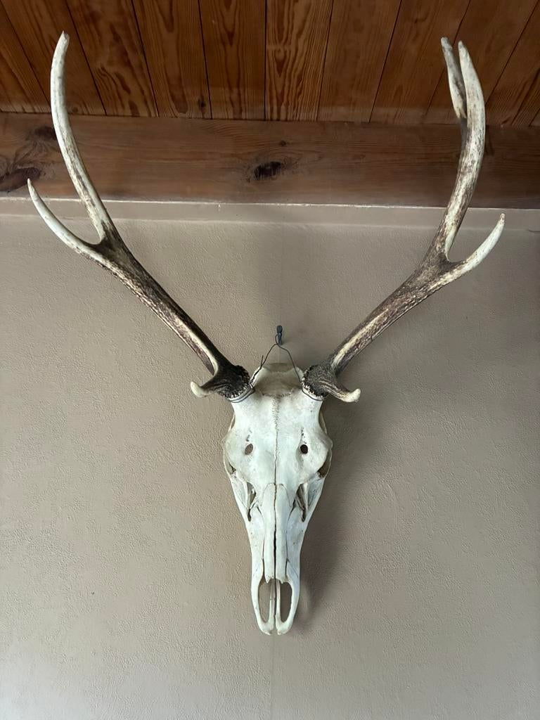 Gewei met vertakkingen en schedel hert, Ophalen, Zo goed als nieuw, Hert, Schedel