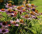 Echinacea purpurea, Tuin en Terras, Planten | Tuinplanten, Ophalen, Volle zon