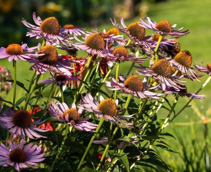 Echinacea purpurea, Tuin en Terras, Planten | Tuinplanten, Volle zon, Ophalen