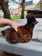 Padua mix haantjes, Mannelijk, Kip