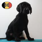 Zwarte Labrador te koop – Perfect Gezelschapsmaatje, Dieren en Toebehoren, Parvo, België, 8 tot 15 weken, Labrador retriever