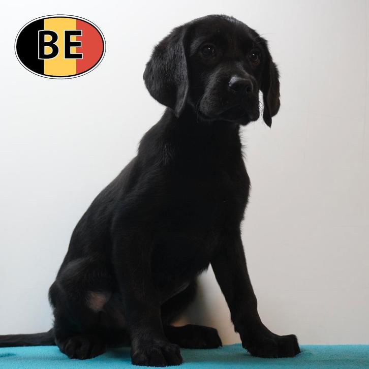 Labrador noir à vendre — Le Compagnon Parfait !, Animaux & Accessoires, Chiens | Retrievers, Épagneuls & Chiens d'eau, Chien (mâle)