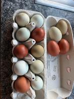 Œufs à éclore, easteregger, olives, mélange surprise