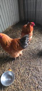 Coq 2 coqs, Animaux & Accessoires