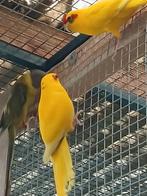 Parkiete/kakariki, Animaux & Accessoires