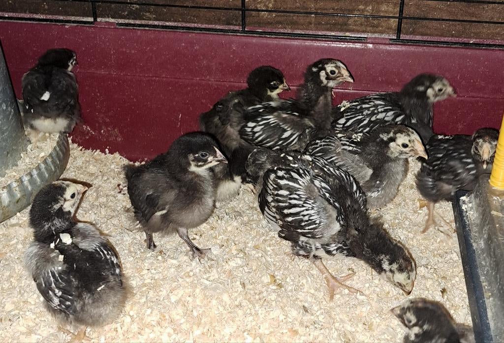 Wyandotte groothoender kuikens