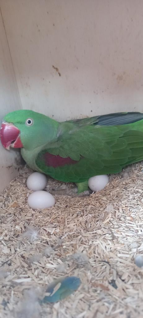 Couples reproducteurs de perruches Alexander, Plusieurs animaux, Perruche, Bagué