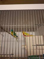 Mooie turquoisine te koop 60€