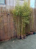 Fargesia jiuzhagou Genf, Tuin en Terras, Ophalen