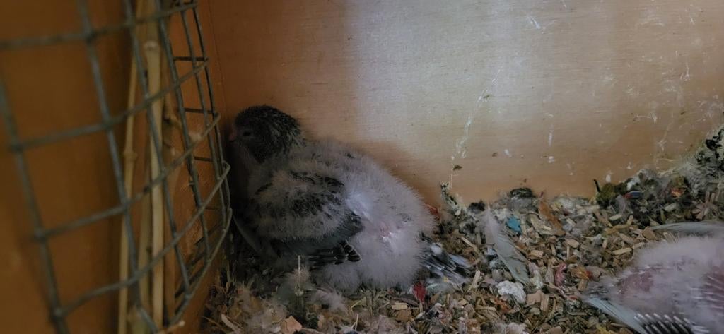 Conure souris a nourir, Animaux & Accessoires, 0 à 2 ans