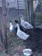 Broedeieren dendermondse eend, Eend