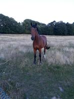 Lief wandelpaard, weidemaatje, Dieren en Toebehoren, Met stamboom, Ruin, 170 tot 175 cm, 11 jaar of ouder