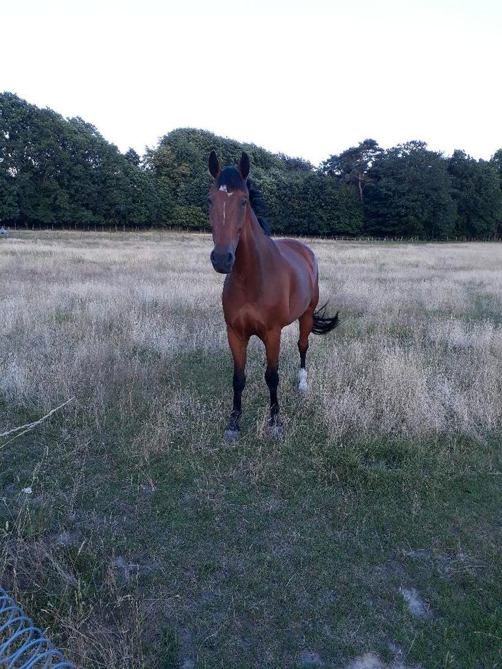Lief wandelpaard, weidemaatje, Dieren en Toebehoren, Paarden, Ruin, 170 tot 175 cm, 11 jaar of ouder, Recreatiepaard, Met stamboom