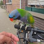 Derbyan parkiet  hand Tam pratend, Dieren en Toebehoren, Parkiet, Pratend