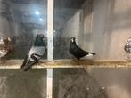 Pigeons serbes, Animaux & Accessoires