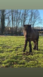 Veulen shetlandertje, Dieren en Toebehoren