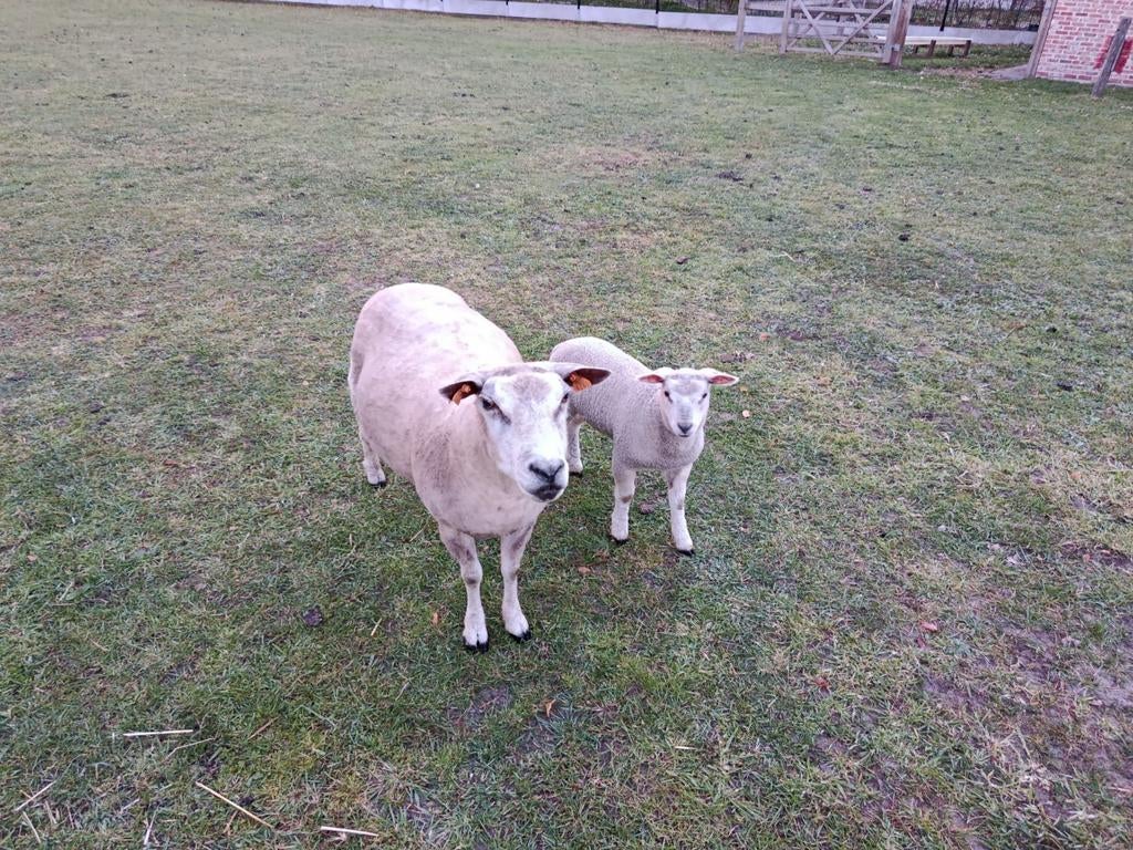 ooi met ooilam, Dieren en Toebehoren